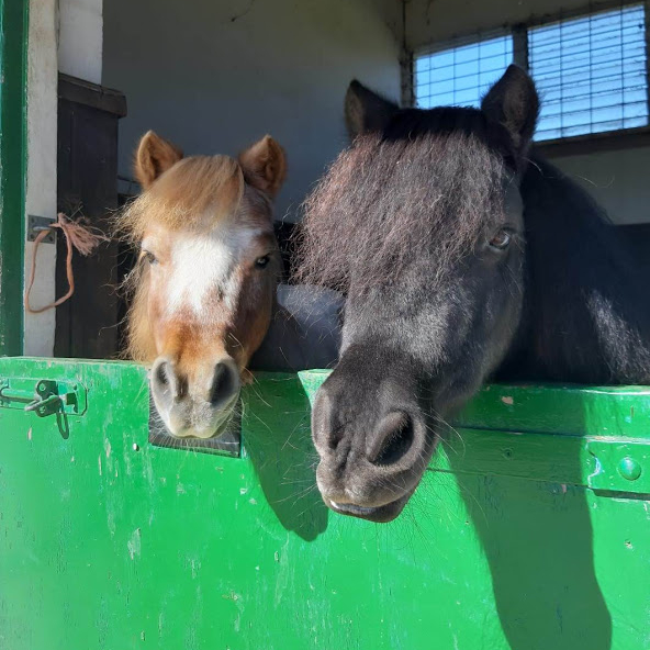 Sponsor an Animal